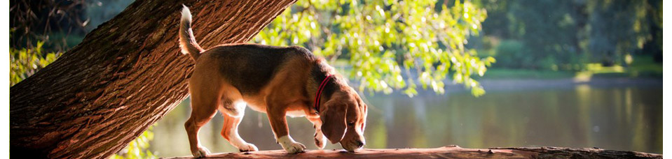 Bild dog rules
