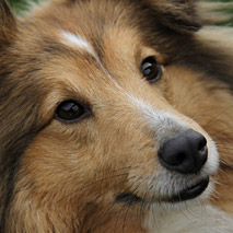 Bild Hund